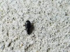 Agonum punctiforme