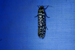 Moerarchis clathrata