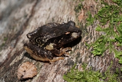 Eupsophus roseus
