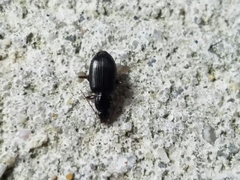 Agonum punctiforme