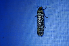 Moerarchis clathrata