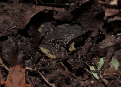 Eupsophus roseus