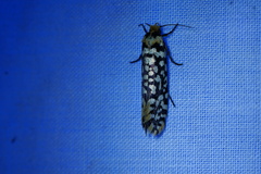 Moerarchis clathrata