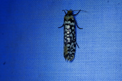 Moerarchis clathrata