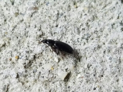 Agonum punctiforme