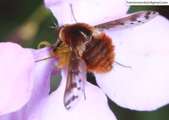 Bombylius callopterus
