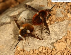 Bombylius callopterus