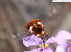 Bombylius callopterus