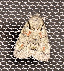 Blenina lichenopa