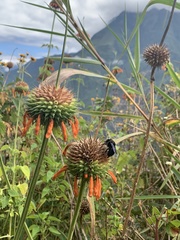 Leonotis nepetifolia