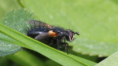Zophomyia temula
