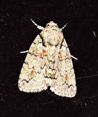 Blenina lichenopa