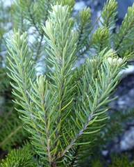 Phylica confusa