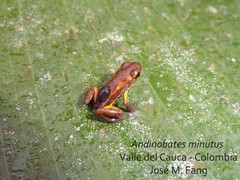 Andinobates minutus