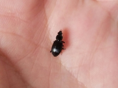 Agonum punctiforme