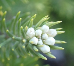 Phylica confusa