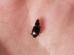 Agonum punctiforme