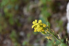 Alyssoides utriculata