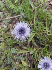 Globularia