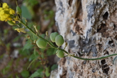 Alyssoides utriculata