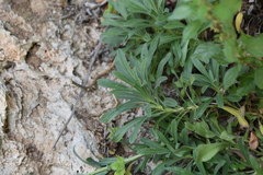 Alyssoides utriculata