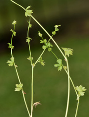 Ranunculus platensis