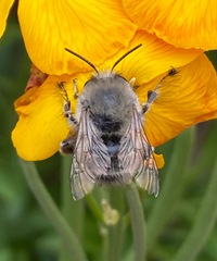 Anthophora plumipes