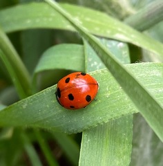 Coccinella septempunctata