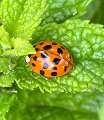 Harmonia axyridis