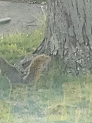 Sciurus niger