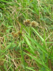 Rhynchospora holoschoenoides