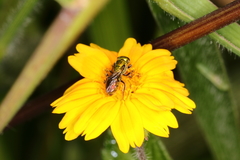 Augochlora iphigenia