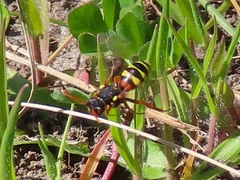 Nomada bifasciata