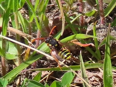 Nomada bifasciata