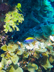 Chromis insolata