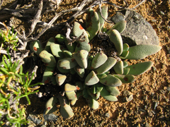 Pleiospilos compactus