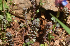 Sedum hispanicum