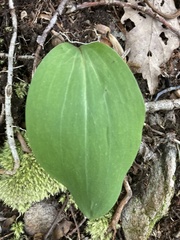 Platanthera orbiculata
