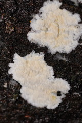 Dentipellicula leptodon