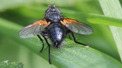 Zophomyia temula