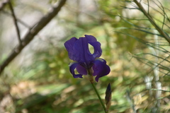 Iris pallida illyrica
