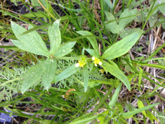 Ranunculus uncinatus