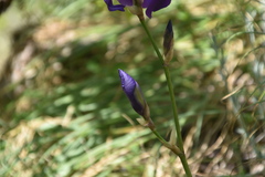 Iris pallida illyrica
