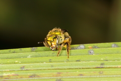 Augochlora iphigenia