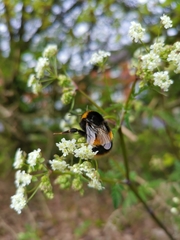 Bombus terrestris
