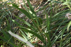 Iris pallida illyrica