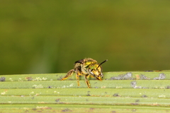 Augochlora iphigenia