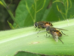 Eristalis bogotensis