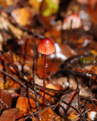 Mycena toyerlaricola
