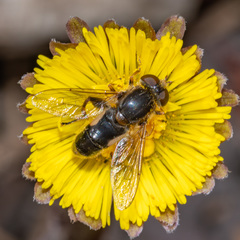 Anasimyia bilinearis